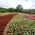 2025北投三層崎花海盛開，彩色浪花漫遊北投！8萬株花卉齊放，假日賞花去(含交通)