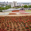 2025北投三層崎花海盛開，彩色浪花漫遊北投！8萬株花卉齊放，假日賞花去(含交通)
