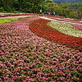 2025北投三層崎花海 (29).jpg
