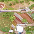 2025北投三層崎花海 (32).jpg