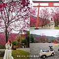 宜蘭冬山【松櫻秘境】居然有免費拍照的賞櫻秘境！種植500棵八重櫻和吉野櫻，櫻花鳥居秒飛日本