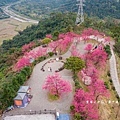 宜蘭冬山【松櫻秘境】居然有免費拍照的賞櫻秘境！種植500棵八重櫻和吉野櫻，櫻花鳥居秒飛日本