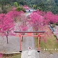 宜蘭冬山【松櫻秘境】居然有免費拍照的賞櫻秘境！種植500棵八重櫻和吉野櫻，櫻花鳥居秒飛日本