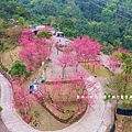 宜蘭冬山【松櫻秘境】居然有免費拍照的賞櫻秘境！種植500棵八重櫻和吉野櫻，櫻花鳥居秒飛日本