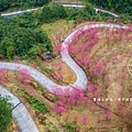 宜蘭冬山【松櫻秘境】居然有免費拍照的賞櫻秘境！種植500棵八重櫻和吉野櫻，櫻花鳥居秒飛日本