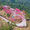 宜蘭冬山【松櫻秘境】居然有免費拍照的賞櫻秘境！種植500棵八重櫻和吉野櫻，櫻花鳥居秒飛日本