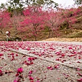 宜蘭冬山【松櫻秘境】居然有免費拍照的賞櫻秘境！種植500棵八重櫻和吉野櫻，櫻花鳥居秒飛日本