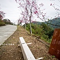 宜蘭冬山【松櫻秘境】居然有免費拍照的賞櫻秘境！種植500棵八重櫻和吉野櫻，櫻花鳥居秒飛日本