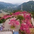 宜蘭冬山【松櫻秘境】居然有免費拍照的賞櫻秘境！種植500棵八重櫻和吉野櫻，櫻花鳥居秒飛日本