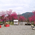 宜蘭冬山【松櫻秘境】居然有免費拍照的賞櫻秘境！種植500棵八重櫻和吉野櫻，櫻花鳥居秒飛日本