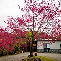 宜蘭冬山【松櫻秘境】居然有免費拍照的賞櫻秘境！種植500棵八重櫻和吉野櫻，櫻花鳥居秒飛日本