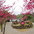 宜蘭冬山【松櫻秘境】居然有免費拍照的賞櫻秘境！種植500棵八重櫻和吉野櫻，櫻花鳥居秒飛日本