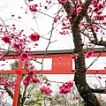 宜蘭冬山【松櫻秘境】居然有免費拍照的賞櫻秘境！種植500棵八重櫻和吉野櫻，櫻花鳥居秒飛日本
