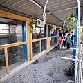 高雄楠梓【嘎逼&牛奶寵物互動園區】全新開幕！以寵物為主題的動物園，近距離餵食水豚、狐獴、巨型貴賓