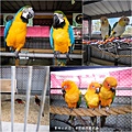 高雄楠梓【嘎逼&牛奶寵物互動園區】全新開幕！以寵物為主題的動物園，近距離餵食水豚、狐獴、巨型貴賓