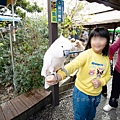 高雄楠梓【嘎逼&牛奶寵物互動園區】全新開幕！以寵物為主題的動物園，近距離餵食水豚、狐獴、巨型貴賓