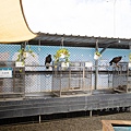 高雄楠梓【嘎逼&牛奶寵物互動園區】全新開幕！以寵物為主題的動物園，近距離餵食水豚、狐獴、巨型貴賓