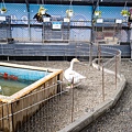 高雄楠梓【嘎逼&牛奶寵物互動園區】全新開幕！以寵物為主題的動物園，近距離餵食水豚、狐獴、巨型貴賓