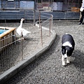 高雄楠梓【嘎逼&牛奶寵物互動園區】全新開幕！以寵物為主題的動物園，近距離餵食水豚、狐獴、巨型貴賓