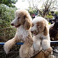 高雄楠梓【嘎逼&牛奶寵物互動園區】全新開幕！以寵物為主題的動物園，近距離餵食水豚、狐獴、巨型貴賓