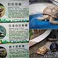 高雄楠梓【嘎逼&牛奶寵物互動園區】全新開幕！以寵物為主題的動物園，近距離餵食水豚、狐獴、巨型貴賓