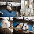 高雄楠梓【嘎逼&牛奶寵物互動園區】全新開幕！以寵物為主題的動物園，近距離餵食水豚、狐獴、巨型貴賓