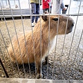 高雄楠梓【嘎逼&牛奶寵物互動園區】全新開幕！以寵物為主題的動物園，近距離餵食水豚、狐獴、巨型貴賓