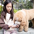 高雄楠梓【嘎逼&牛奶寵物互動園區】全新開幕！以寵物為主題的動物園，近距離餵食水豚、狐獴、巨型貴賓