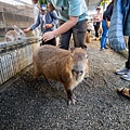 高雄楠梓【嘎逼&牛奶寵物互動園區】全新開幕！以寵物為主題的動物園，近距離餵食水豚、狐獴、巨型貴賓