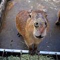 高雄楠梓【嘎逼&牛奶寵物互動園區】全新開幕！以寵物為主題的動物園，近距離餵食水豚、狐獴、巨型貴賓
