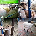 高雄楠梓【嘎逼&牛奶寵物互動園區】全新開幕！以寵物為主題的動物園，近距離餵食水豚、狐獴、巨型貴賓