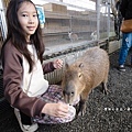 高雄楠梓【嘎逼&牛奶寵物互動園區】全新開幕！以寵物為主題的動物園，近距離餵食水豚、狐獴、巨型貴賓