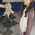 高雄楠梓【嘎逼&牛奶寵物互動園區】全新開幕！以寵物為主題的動物園，近距離餵食水豚、狐獴、巨型貴賓