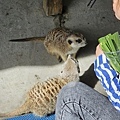 高雄楠梓【嘎逼&牛奶寵物互動園區】全新開幕！以寵物為主題的動物園，近距離餵食水豚、狐獴、巨型貴賓