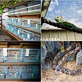 高雄楠梓【嘎逼&牛奶寵物互動園區】全新開幕！以寵物為主題的動物園，近距離餵食水豚、狐獴、巨型貴賓