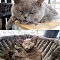 高雄楠梓【嘎逼&牛奶寵物互動園區】全新開幕！以寵物為主題的動物園，近距離餵食水豚、狐獴、巨型貴賓