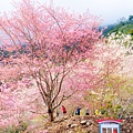 新竹尖石【2025萬里山園櫻花季】遠的要命的賞櫻秘境,粉白櫻花如仙境般(入園採預約制)