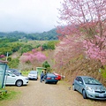 新竹尖石【2025萬里山園櫻花季】遠的要命的賞櫻秘境,粉白櫻花如仙境般(入園採預約制)