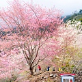 新竹尖石【2025萬里山園櫻花季】遠的要命的賞櫻秘境,粉白櫻花如仙境般(入園採預約制)