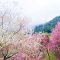 新竹尖石【2025萬里山園櫻花季】遠的要命的賞櫻秘境,粉白櫻花如仙境般(入園採預約制)