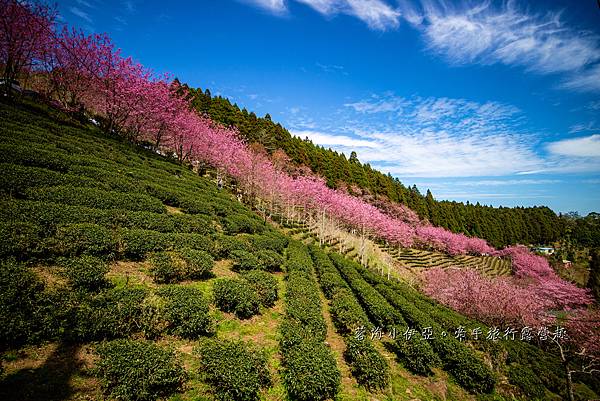新竹五峰【2025山上人家森林農場櫻花季】最新櫻花季門票資訊，櫻花炸開！不用飛日本