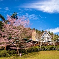 新竹五峰【2025山上人家森林農場櫻花季】最新櫻花季門票資訊，櫻花炸開！不用飛日本