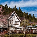新竹五峰【2025山上人家森林農場櫻花季】最新櫻花季門票資訊，櫻花炸開！不用飛日本
