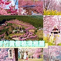 【2025新竹五大賞櫻秘境】櫻花季開跑!美到爆炸,粉色花海宛如仙境,不用飛日本