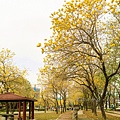 2025黃金風鈴木！台中最美黃風鈴木公園【廍子公園黃風鈴木】即時花況報報
