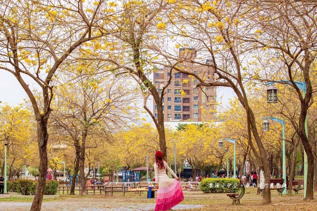 2025黃金風鈴木！台中最美黃風鈴木公園【廍子公園黃風鈴木】即時花況報報