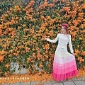 滿版金橘色瀑布花景【台中后科炮仗花】2025最新花況，春季限定版美景（詳細地址）