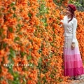 滿版金橘色瀑布花景【台中后科炮仗花】2025最新花況，春季限定版美景（詳細地址）