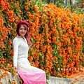 滿版金橘色瀑布花景【台中后科炮仗花】2025最新花況，春季限定版美景（詳細地址）