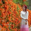 滿版金橘色瀑布花景【台中后科炮仗花】2025最新花況，春季限定版美景（詳細地址）
